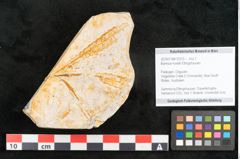 Foto (Objekt + Etikett) von Banksia hovelli Ettingshausen 1887 (NHMW-GEO-2024-0188-10379)
